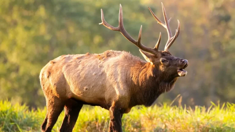 elk.