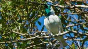 Scientists Discover Two New Contenders for World’s Loudest Bird