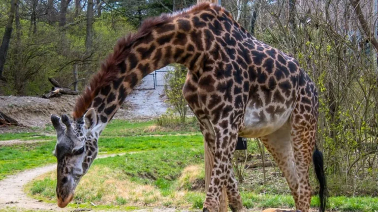 giraffe.