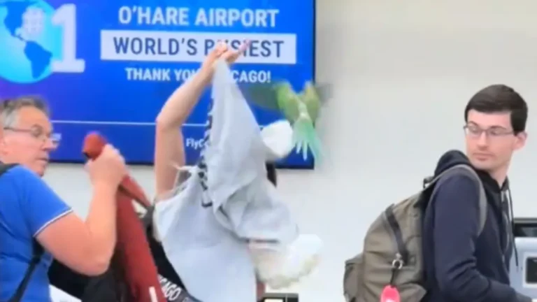 it's a bird it's a plane.