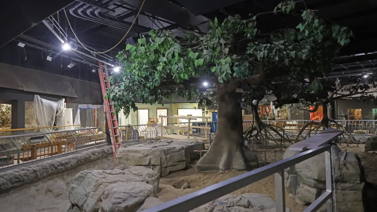primate area.