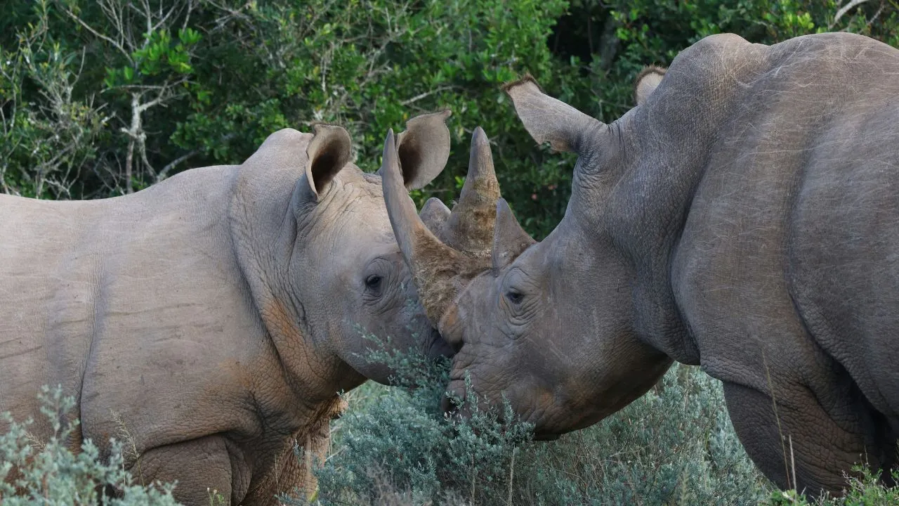rhinos.