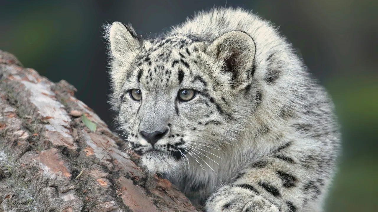 snow-leopard.