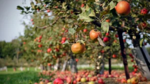 Neighbor Calls Homeowner’s Backyard Orchard ‘Insane’—But It’s Part of a Growing Garden Trend