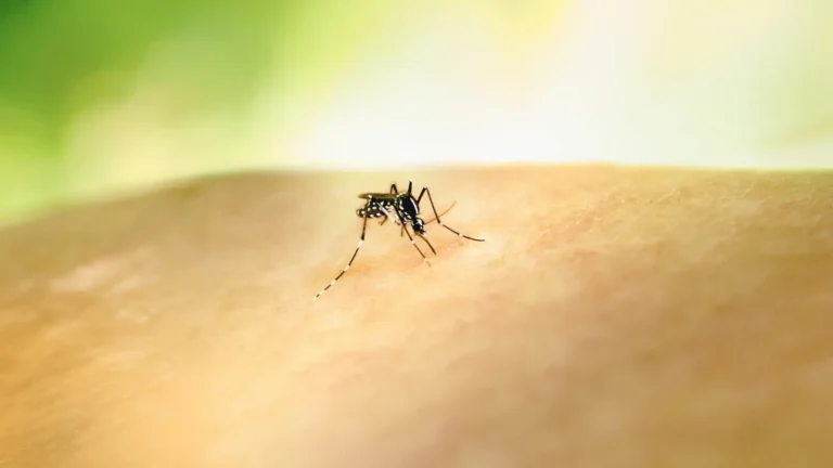 stock photo mosquito.