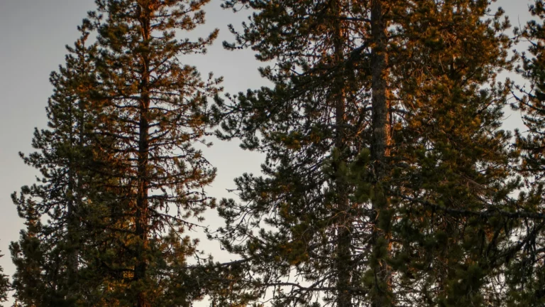 stock photo pines.