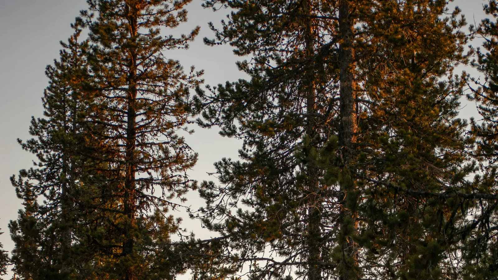 stock photo pines.