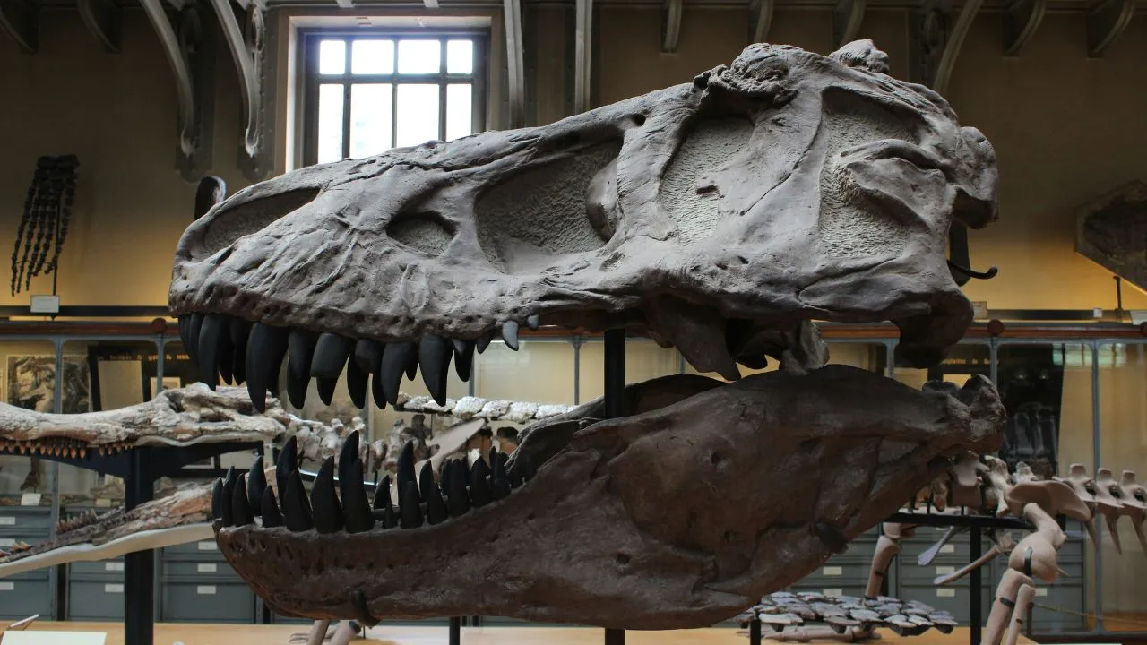 t-rex.