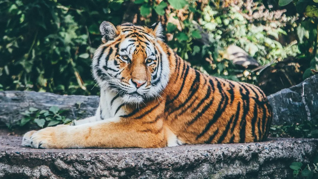 tiger.