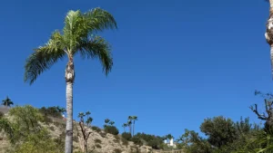 Uphill Neighbor Wants Homeowner’s Trees Gone to Preserve Their View