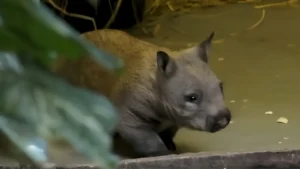 Toronto Zoo’s First Baby Wombat in Over 30 Years Finally Has an Adorable Name