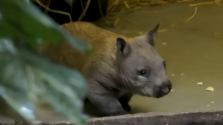 wombat.