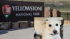 Housekeeping Lets California Family’s Dog Escape at Yellowstone, and She’s Still Missing More Than a Month Later