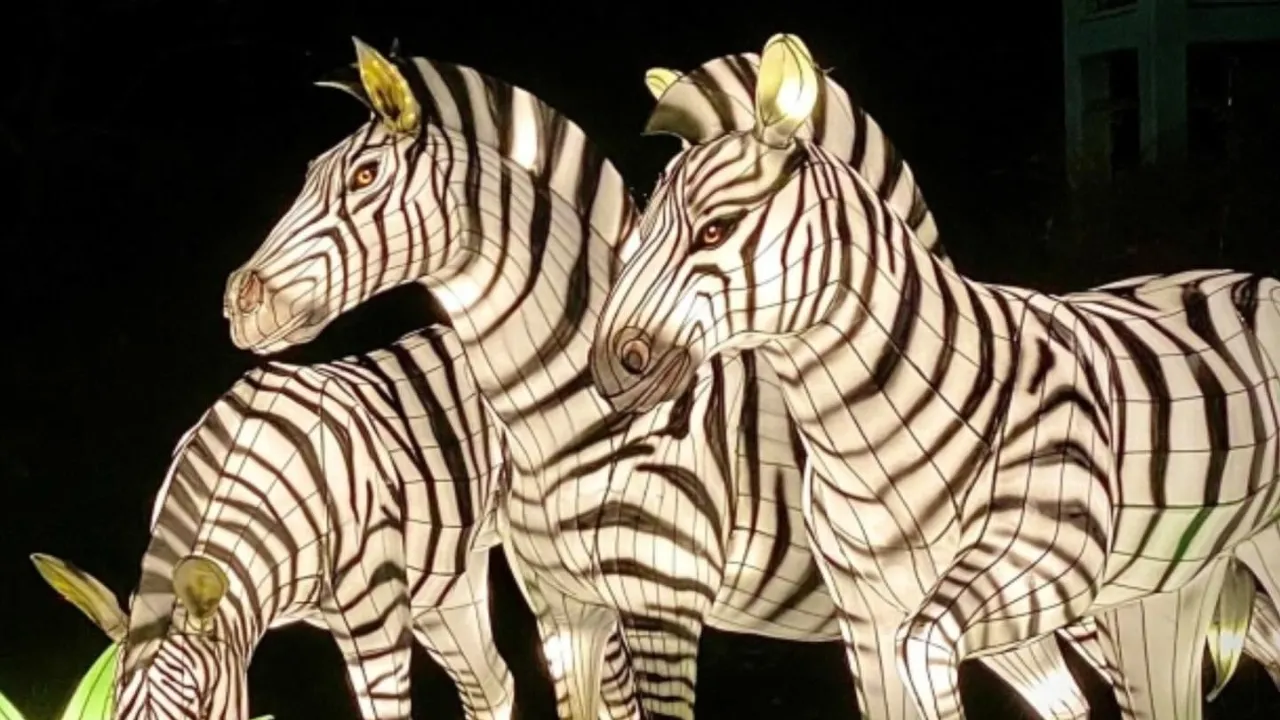zoo lights.